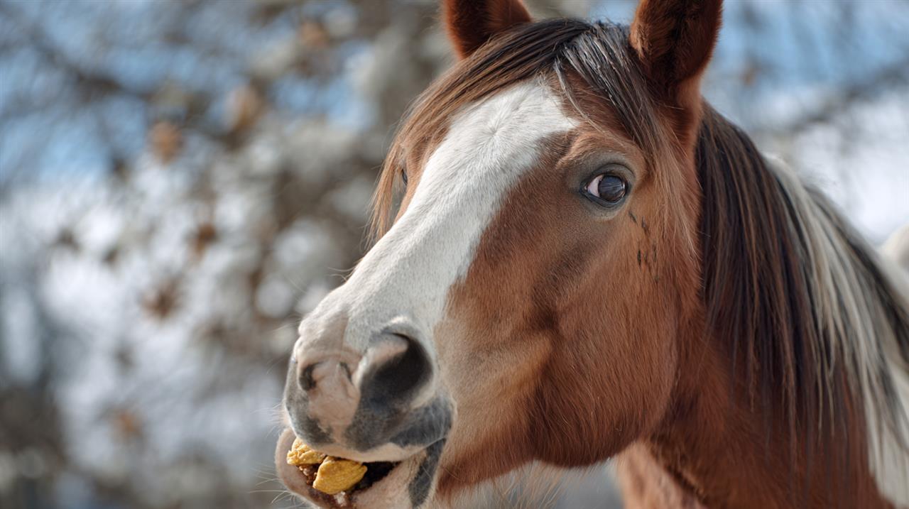 Heste godbidder - en guide til at forkæle din hest